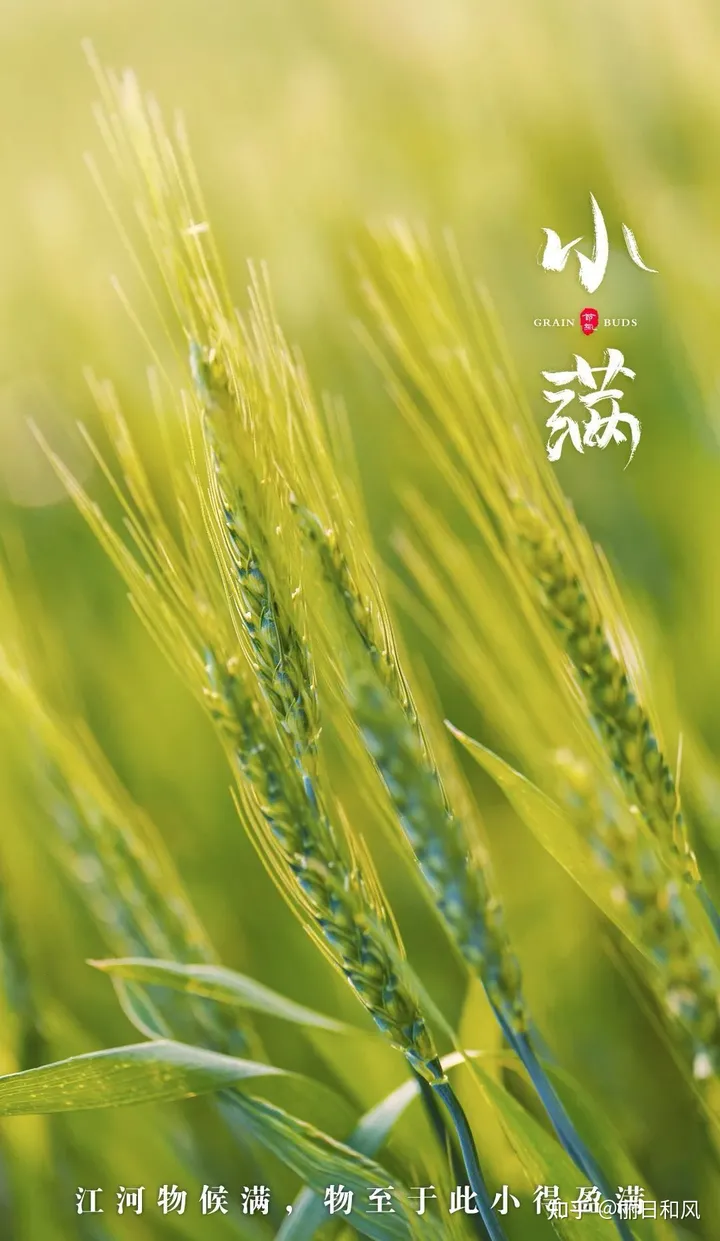 今天是小满节气，24节气你都了解哪些？-24节气里的小满是什么意思